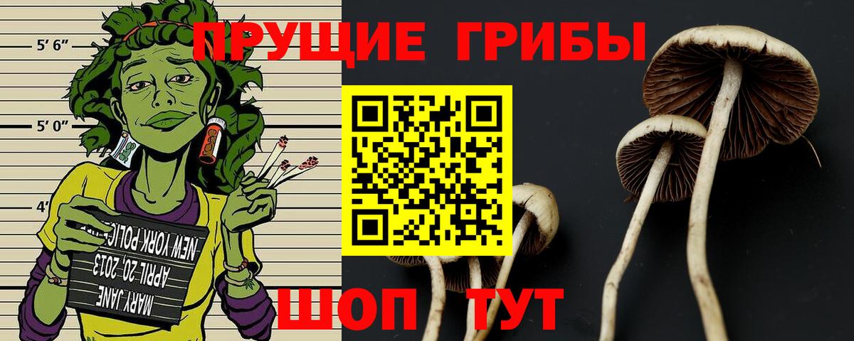 Калуга  Псилоцибиновые грибы Psilocybine cubensis  Вход с VPN  Псилоцибиновые грибы MAGIC MUSHROOMS 